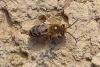 Colletes sp.